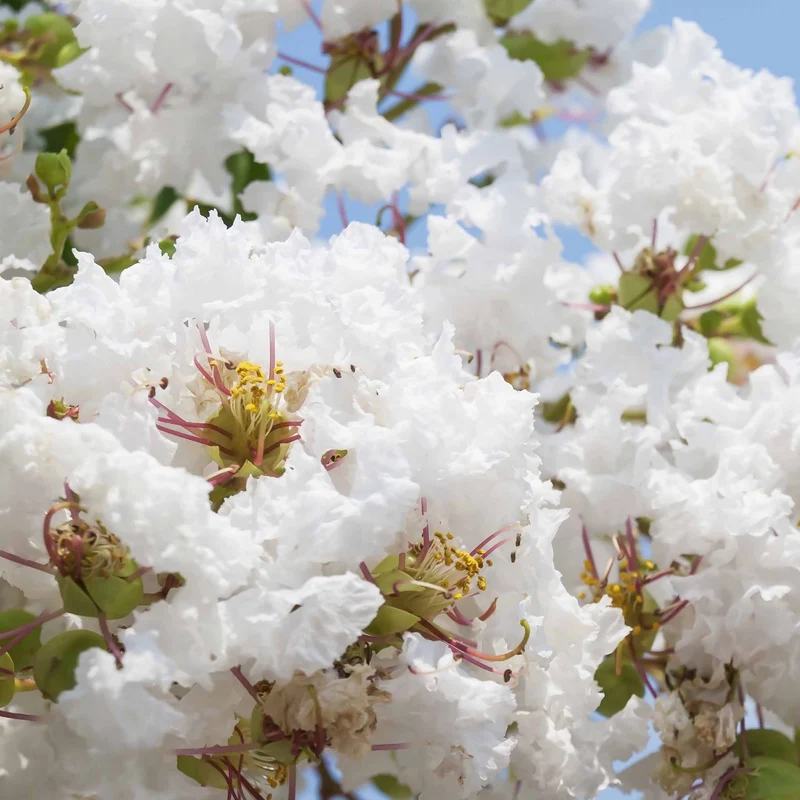 Lilas des Indes blanc