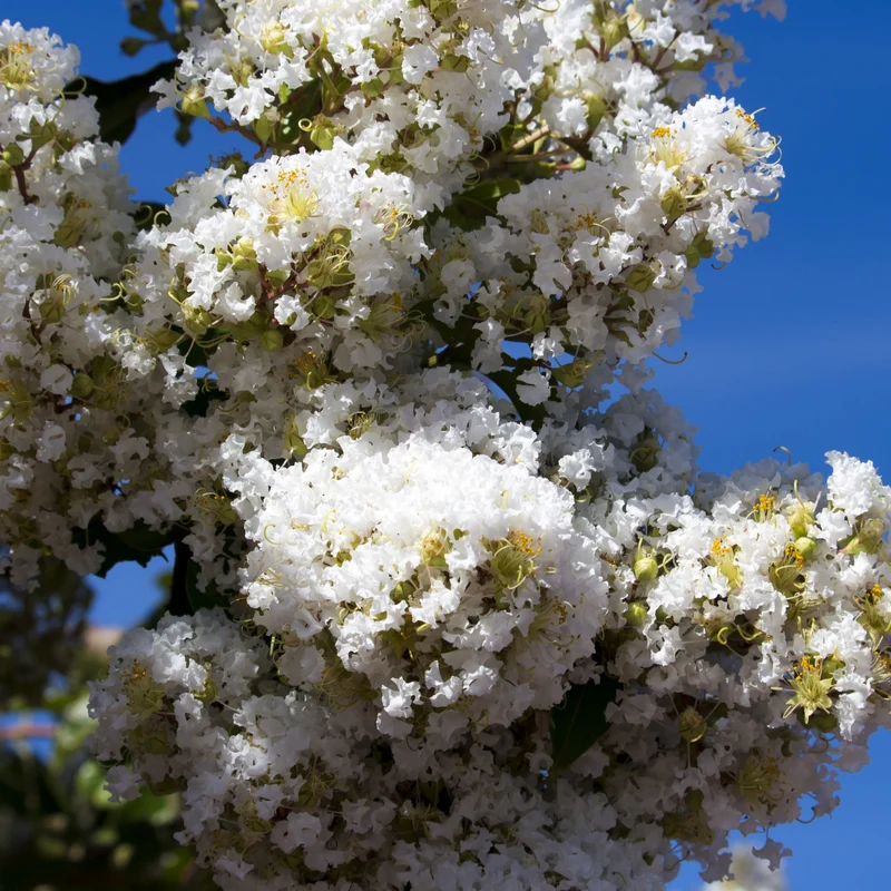 Lilas des Indes blanc