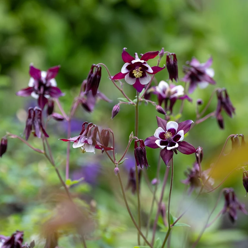 Ancolie des jardins William Guiness