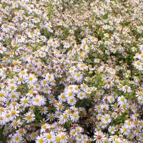 Aster éricoïdes Erlkönig