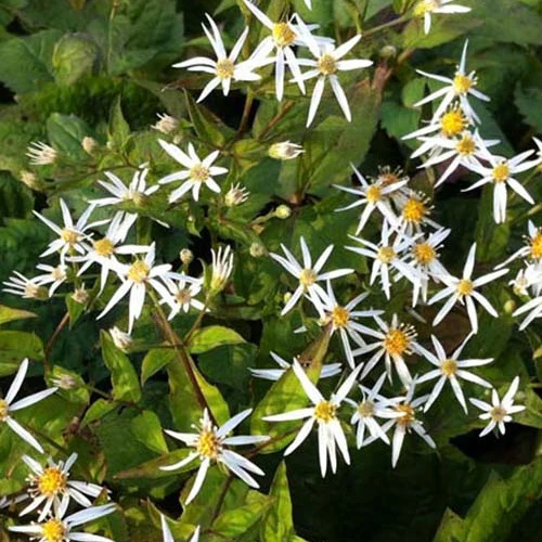 Aster à feuilles en cœur Silver Spray