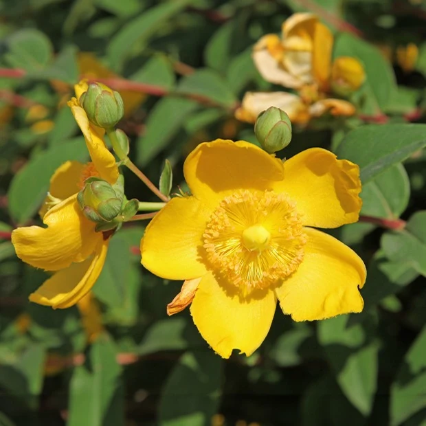Millepertuis arbustif
