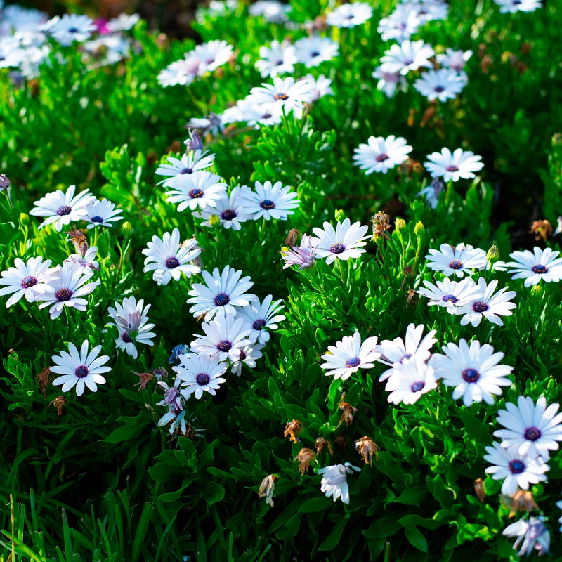 3 Marguerites du Cap blanches