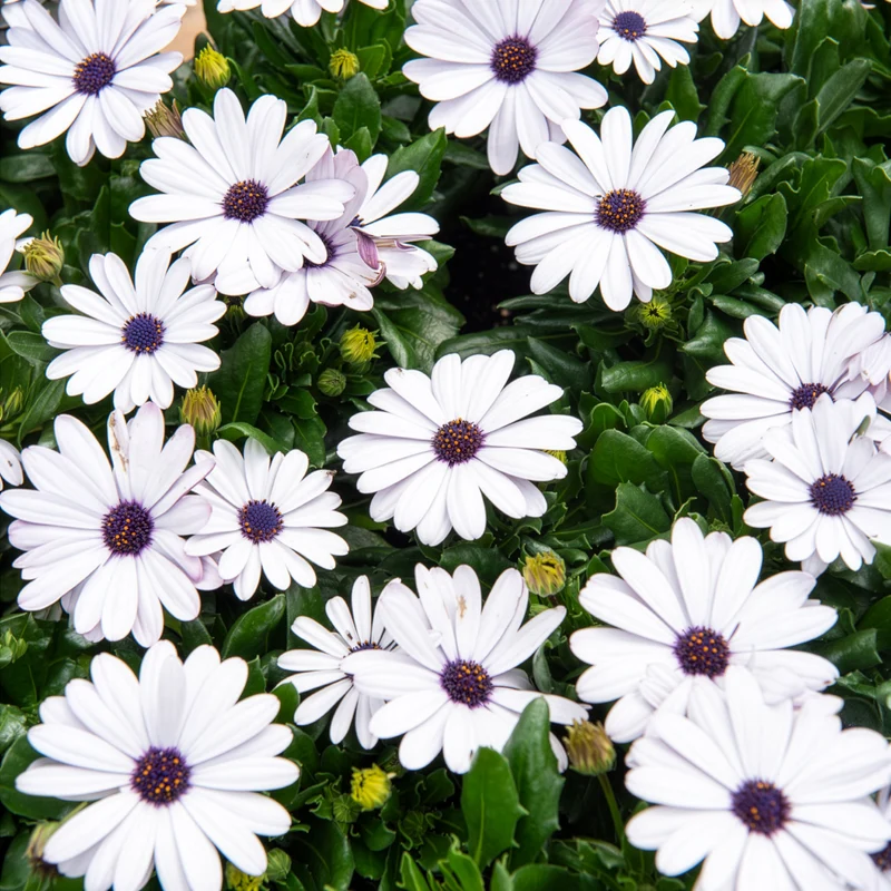 3 Marguerites du Cap blanches