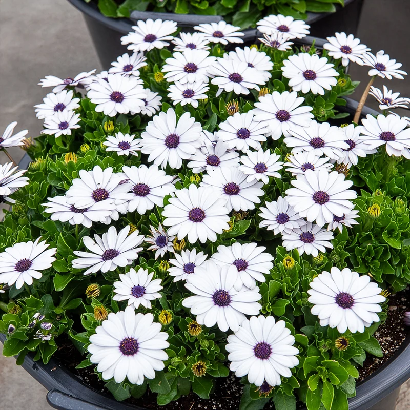 3 Marguerites du Cap blanches