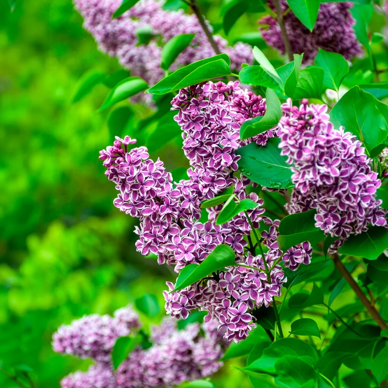 Lilas Sensation