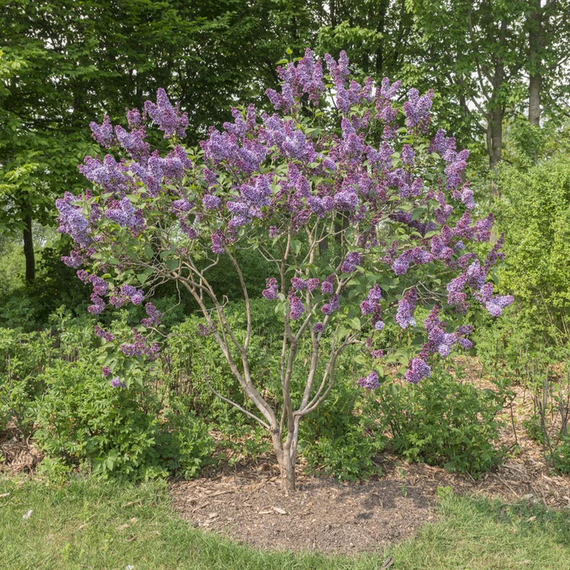 Lilas Sensation
