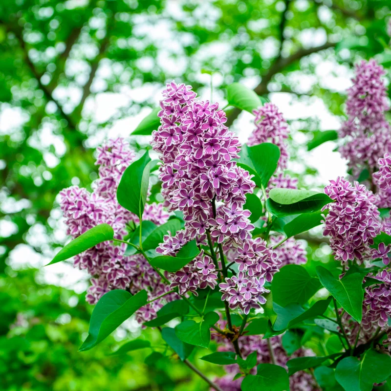 Lilas Sensation