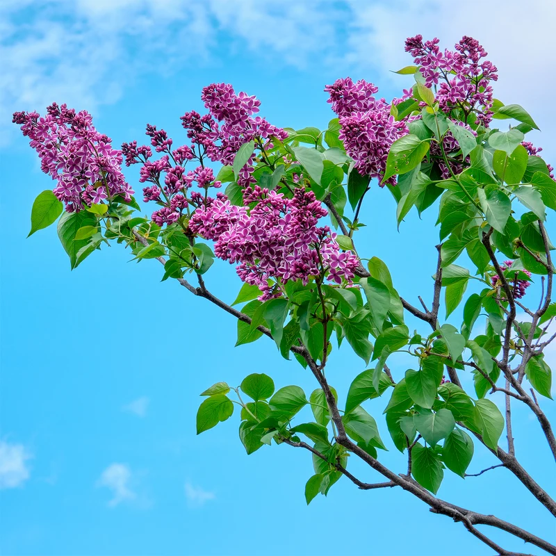 Lilas Sensation