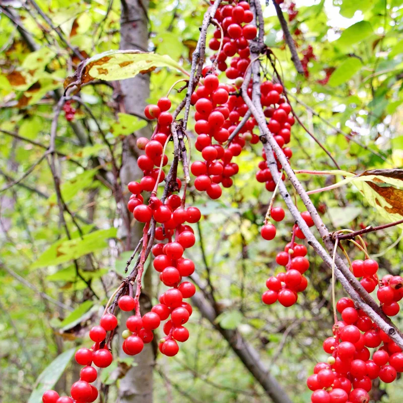 Fruit de la vitalité