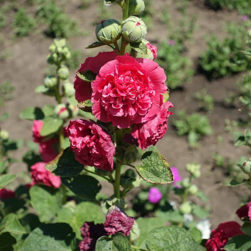 Rose trémière Chater's Double Rouge