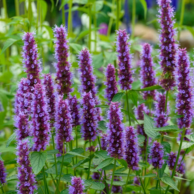 Agastache Beelicious Purple