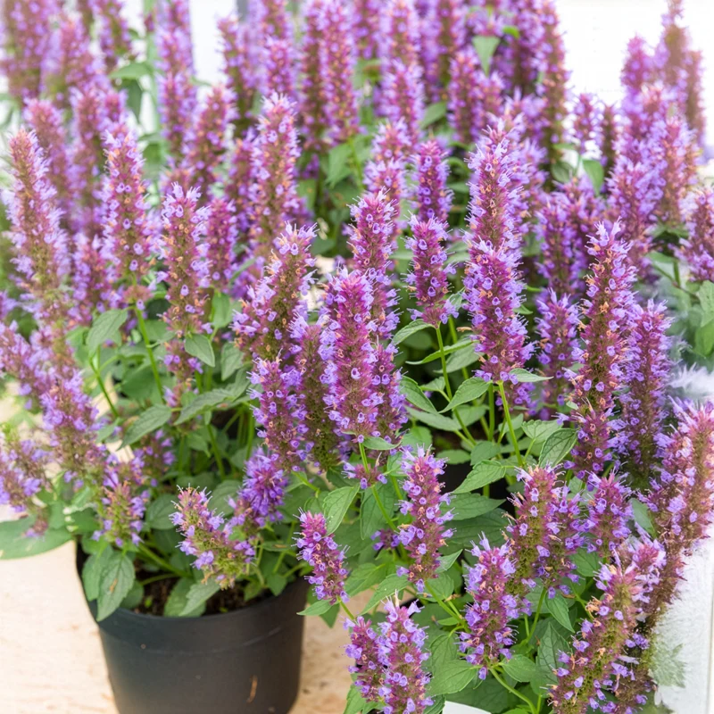Agastache Beelicious Purple