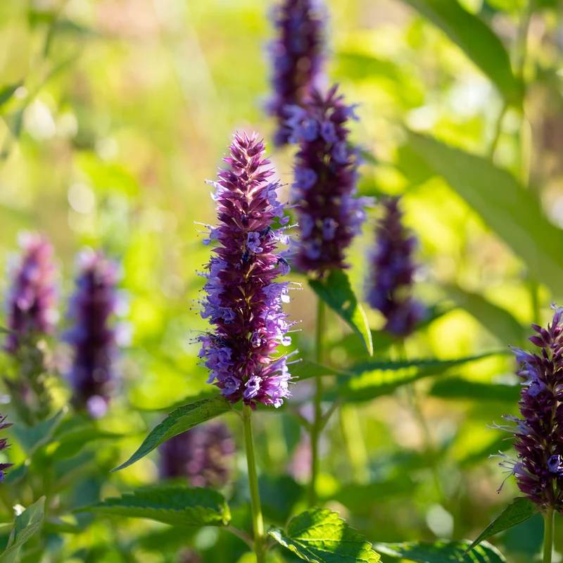 Agastache Beelicious Purple