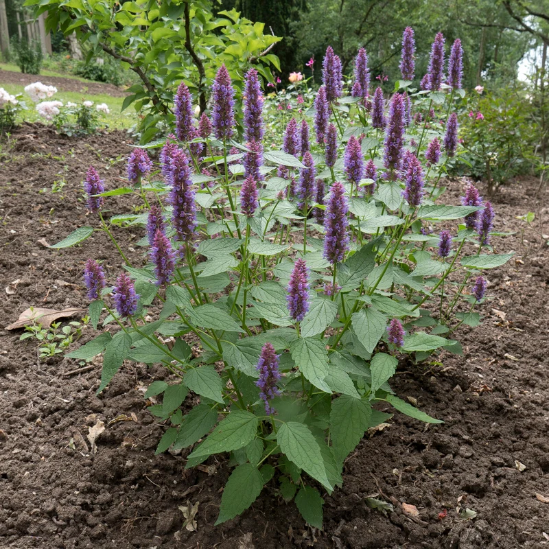 Agastache Beelicious Purple