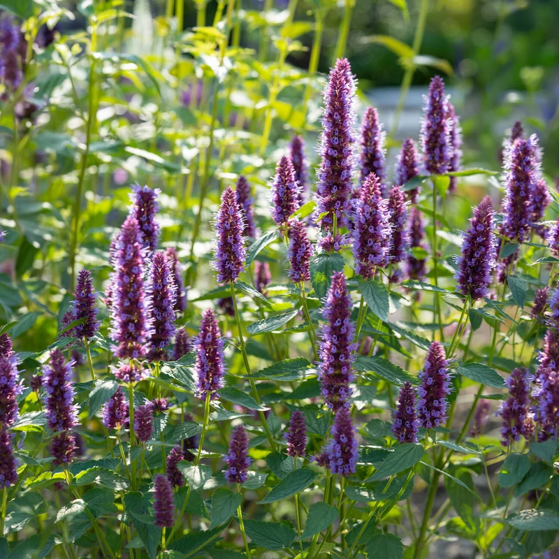 Agastache Beelicious Purple