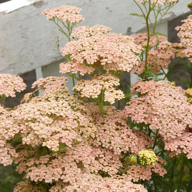Achillée millefeuille Lachsschönheit