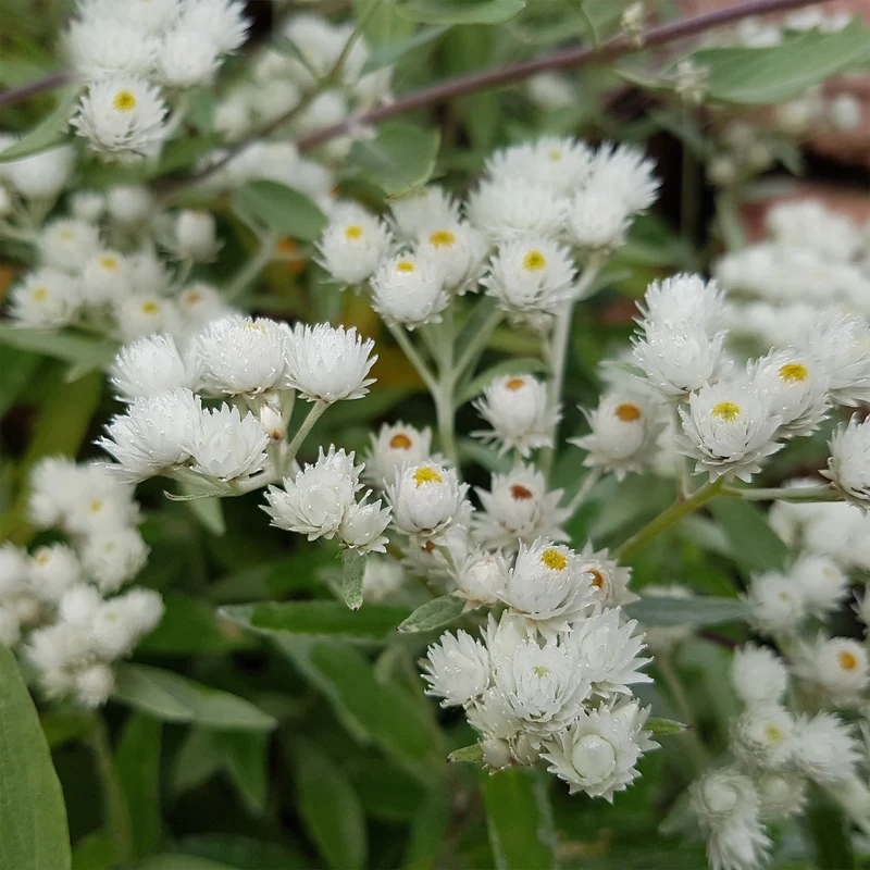 Immortelle d'argent Neuschnee