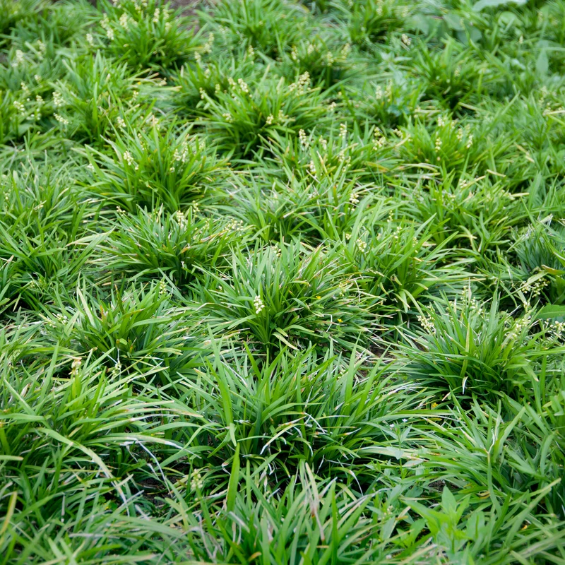 Ophipogon