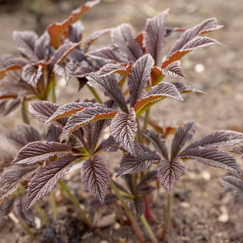 Rodgersia Bronze Peacock