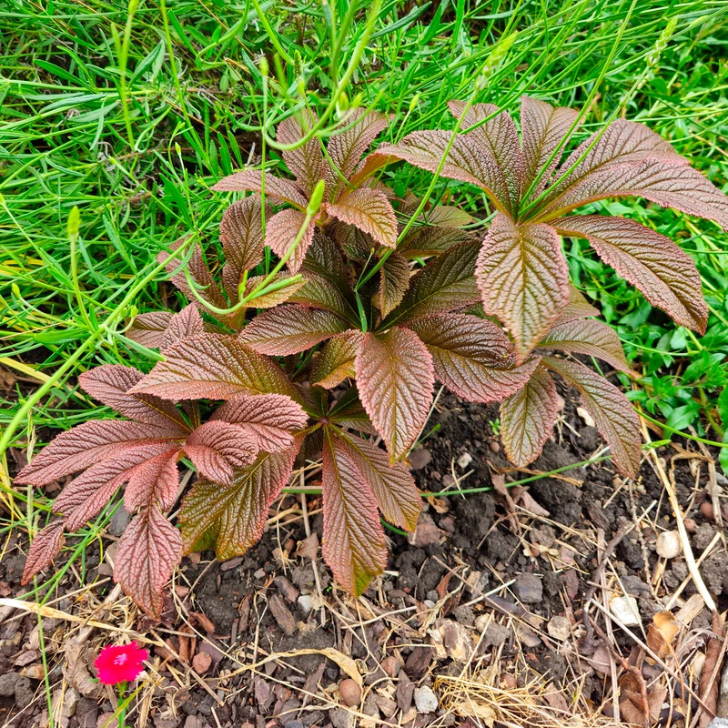 Rodgersia Bronze Peacock