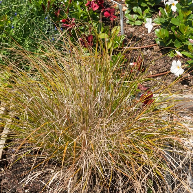 Stipa arundinacea