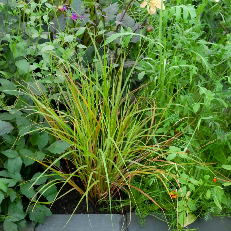 Stipa arundinacea