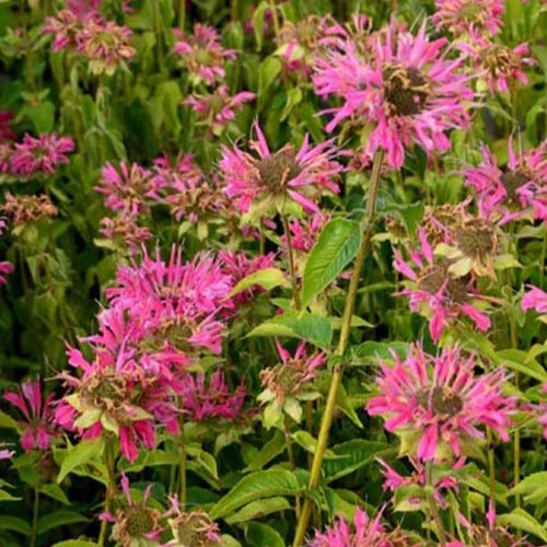 Monarde Marshall's Delight