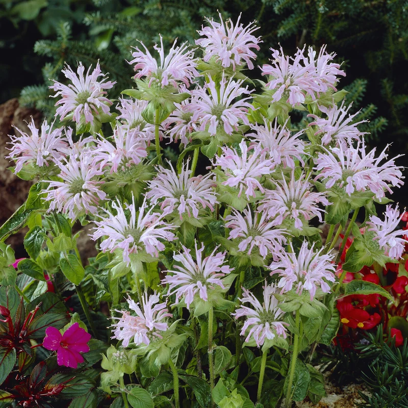 Monarde Fishes