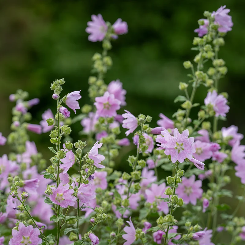Mauve musquée Rosea