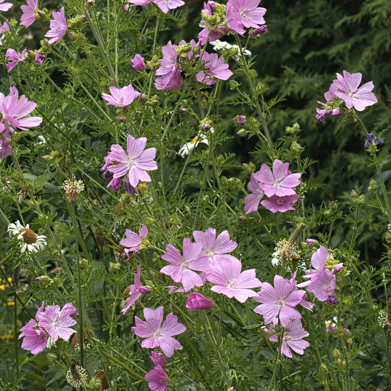Mauve musquée Rosea