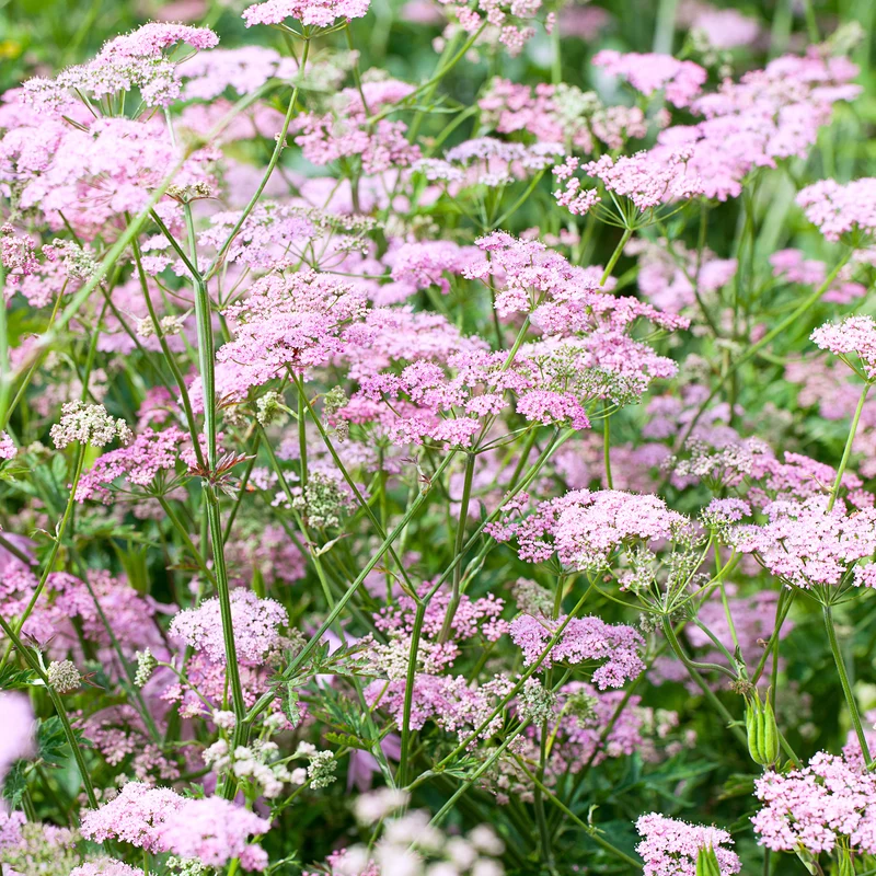 Grand boucage à fleurs roses