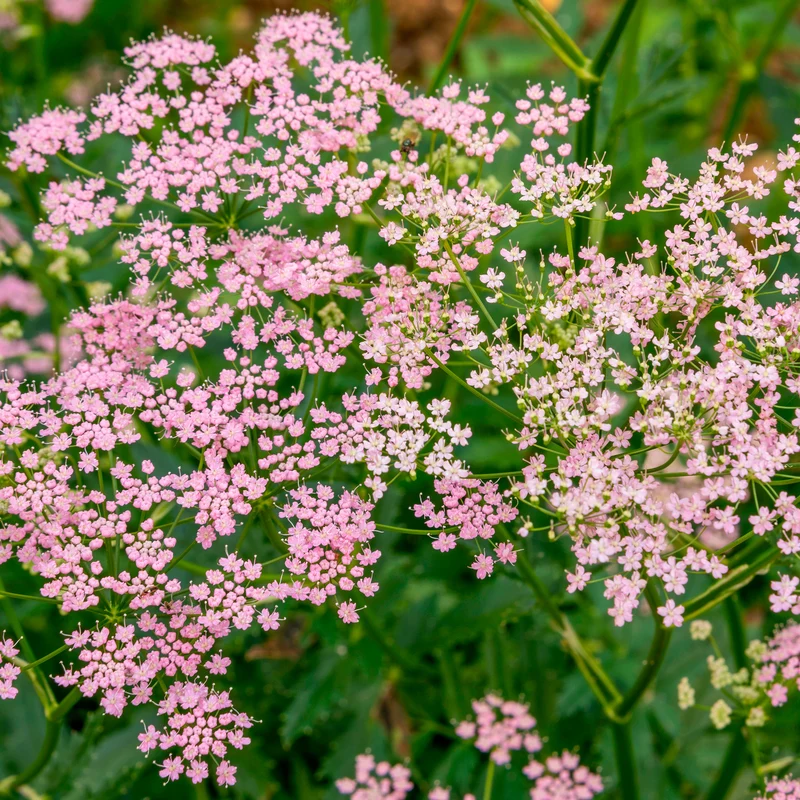 Grand boucage à fleurs roses