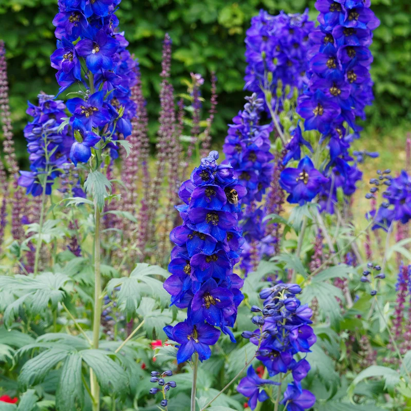Delphinium belladones Bellamosum