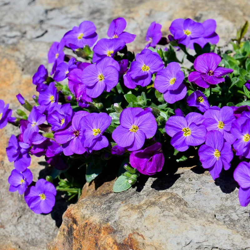 Aubriète Cascade Purple
