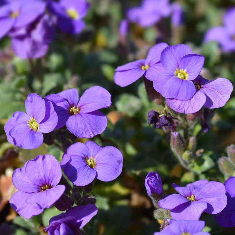 Aubriète Cascade Purple