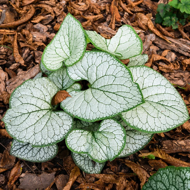 Myosotis du Caucase Silver Heart®