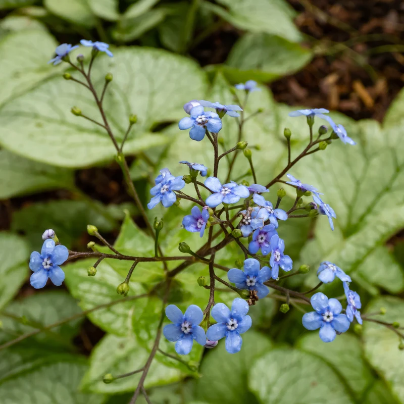 Myosotis du Caucase Silver Heart®