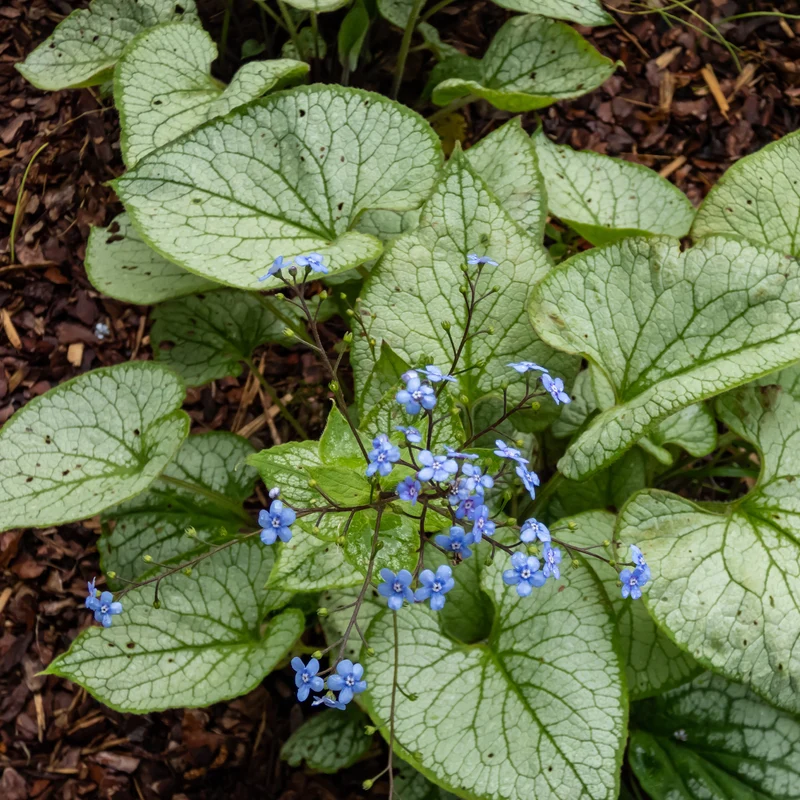 Myosotis du Caucase Silver Heart®