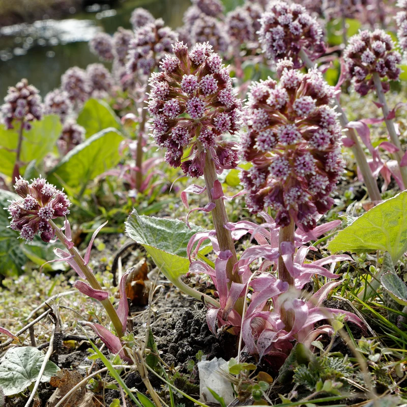 Grand pétasite