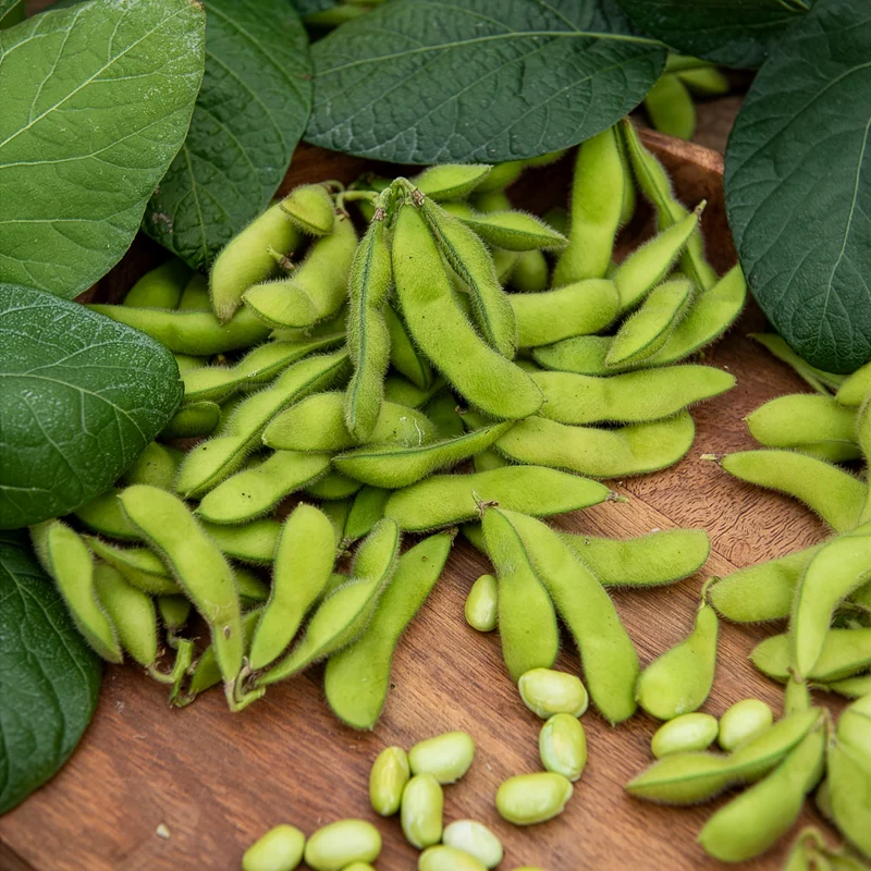 Soja Fiskeby V - Edamame