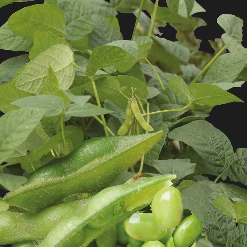 Soja Fiskeby V - Edamame