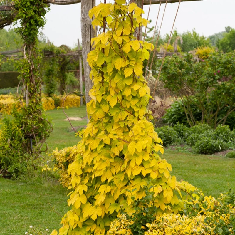 Houblon doré