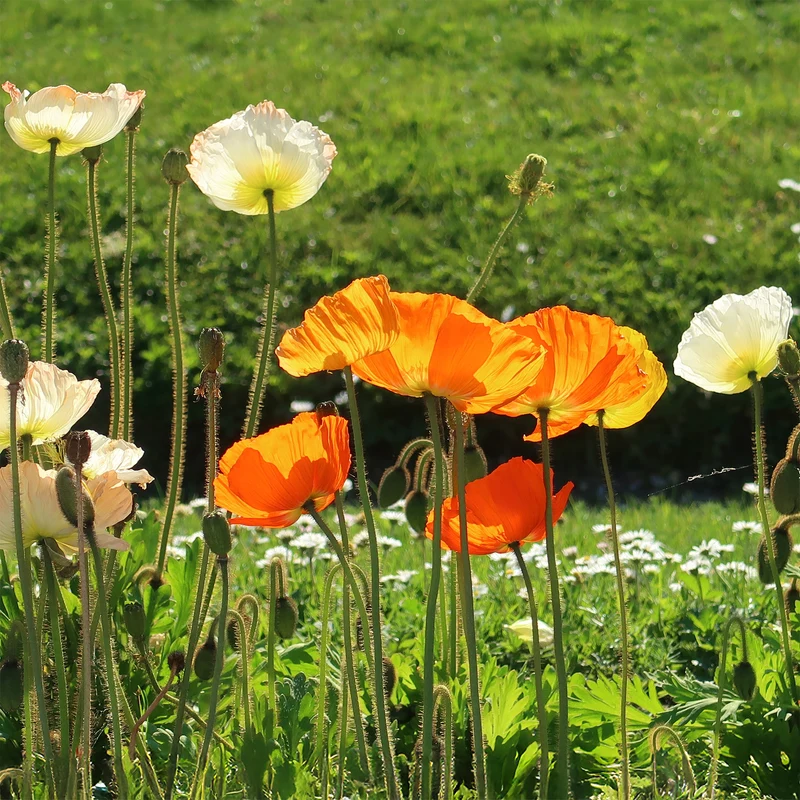 Pavot d'Islande Gartenzwerg
