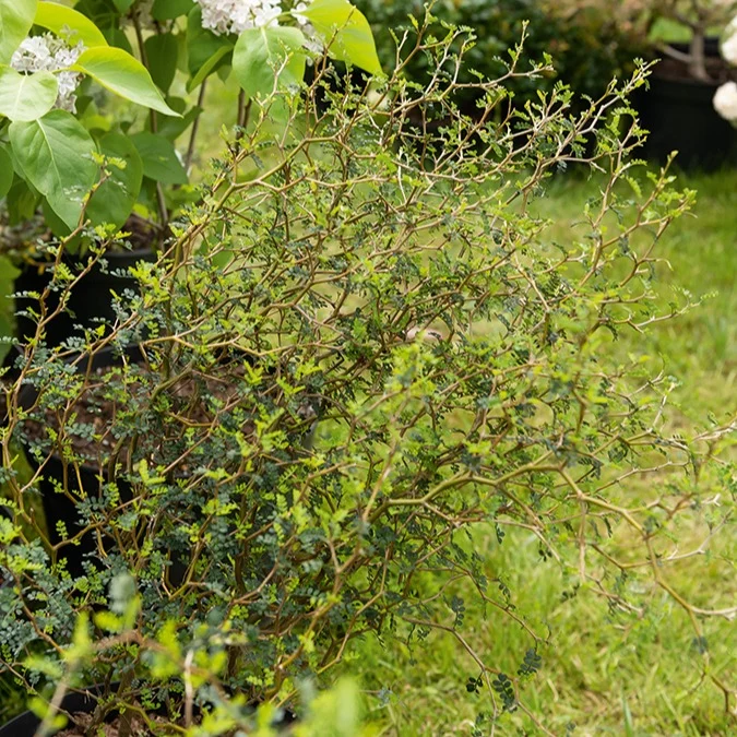 Sophora prostrata Little Baby
