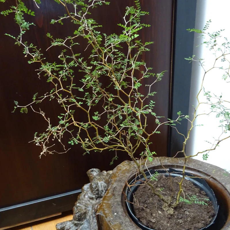 Sophora prostrata Little Baby