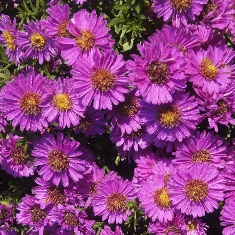 Aster nain d'automne Starlight