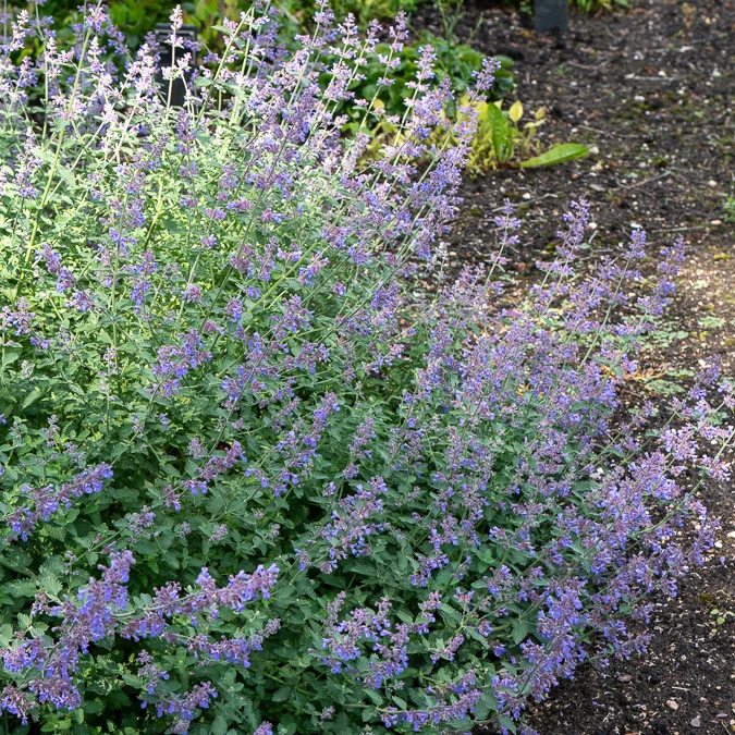 Nepeta Dropmore