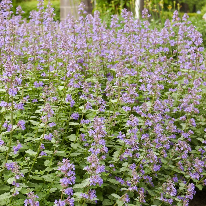Nepeta Dropmore