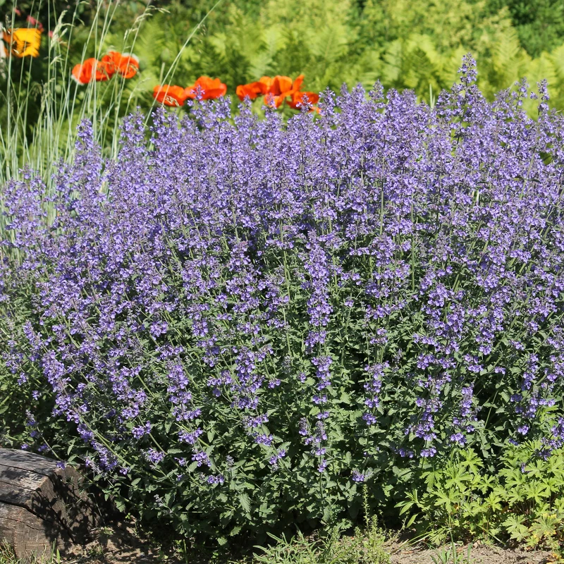 Nepeta - Chataires